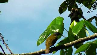 Bulbul Greybellied  Pycnonotus cyaniventris [upl. by Seftton317]