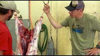 Skinning amp Weighing a Wild Pig wSteven Rinella [upl. by Eirelav]