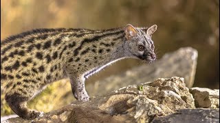 Spotted Genets as Pets Exploring the 12 Pros and Cons🤔😗😎 [upl. by Alecram]