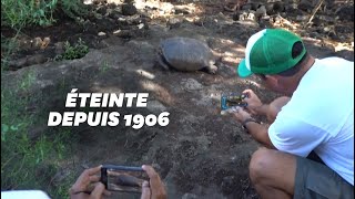 Cette tortue géante appartient à une espèce déclarée éteinte depuis un siècle [upl. by Sturges227]