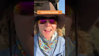 Mustering Camels in outback Queensland australia agriculture aussie cowgirl brownhatt [upl. by Tiffy]