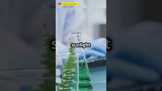 How photosynthesis works🤯🧪😮 factshorts facts nutrition science chemistry chemical yt subscri [upl. by Nibla]