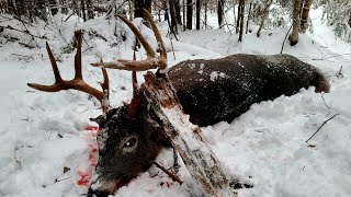 TRACKING A BIGWOODS BUCK ON SNOW BUCK DOWN fun [upl. by Ahseikan]