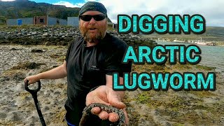 How to dig lugworm in Norway  or anywhere else [upl. by Bergh]