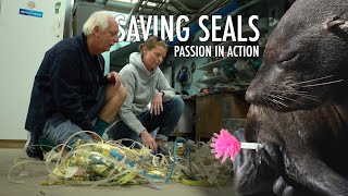 Saving Seals Action Driven By Passion  A short film about seal rescues by Steve Benjamin [upl. by Elvah171]