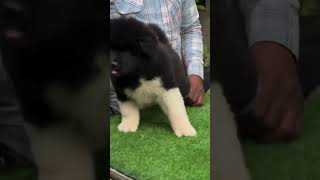 🔥🔥AKITA 🔥🔥BEST AKITA IN INDIA  akita dog doglover hachiko music phonk song doglover [upl. by Cissy]