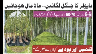 Popular Cultivation  پاپولر لگانے کا ٹیکنیکل طریقہ  قلمیں اور پودے کہاں سے ملیں گے؟  SM AGRI TV [upl. by Giulio180]