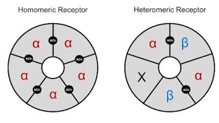 Structure of Nicotinic Acetylcholine receptors  Homomeric and Heteromeric receptors [upl. by Bannasch459]