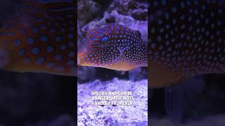 The Blue Spotted Pufferfish [upl. by Uon]