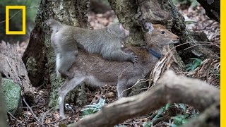 Monkey Tries to Mate With Deer Rare Interspecies Behavior  National Geographic [upl. by Otir]