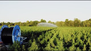 Hemp irrigated with OCMIS traveler irrigation reel [upl. by Atiekram]