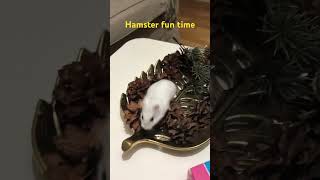 Hamster funny moment  hamster fin Time [upl. by Ahtabbat]