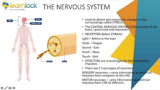 GCSE AQA Biology  B5 Homeostasis and response  Nervous system [upl. by Cobb]