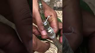 Easy V Cut Grafting for Mango Trees EP105 mango mangotree [upl. by Stoneman614]