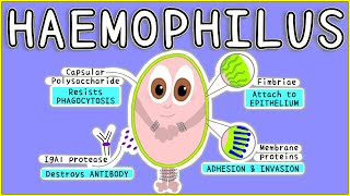 Haemophilus Microbiology Morphology Pathogenesis Diagnosis Treatment [upl. by Thorlay915]