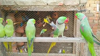 Mitthu Parrot Talking Green Ringneck Parrot voice Taking Beautiful Chariping [upl. by Yessej]