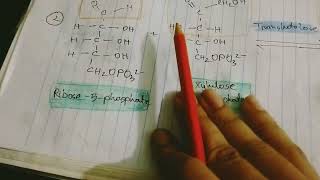 pentose phosphate pathway ☘️ non oxidative pathway ❤️ part 1❤️🌼 [upl. by Utter502]