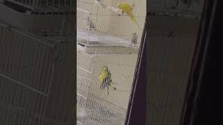 Budgies mating [upl. by Neelehtak714]