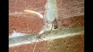 Daddy Long Legs vs False Widow  Whitey Exotics Outdoor Adventure [upl. by Rhines]