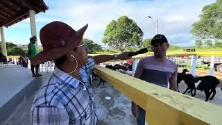 Feira de ovelhas em Senador Rui Palmeira  AL 25  06  2024  nordeste [upl. by Enoek]