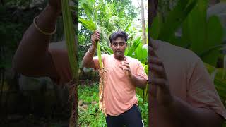 koovai kilangu agriculture tamil mythirdeye farming reels usa food singapore uae [upl. by Hawker964]