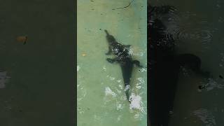 The Gharial Crocodile  Mysore Zoo gharial shorts youtubeshorts crocodile [upl. by Luce]