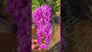 summer flowering plant lagerstroemia speciosa shorts [upl. by Jessie930]