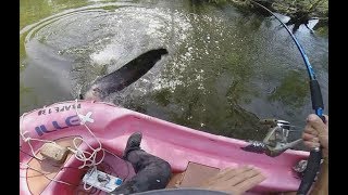 Le silure decolle hors de leau et percute le boat Pêche du silure à vue [upl. by Drugge]