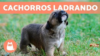 Los mejores LADRIDOS de PERROS CACHORROS 🐶 🔊 ¡Tiernos y Adorables [upl. by Iror]