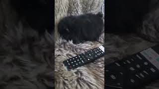 OMG Puppy smaller than a remote control pomeranian puppy shorts [upl. by Calypso953]