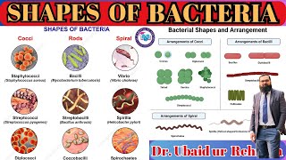 62 Size amp Shapes of Bacteria  Cocci Tetrad Sarcina  Bacilli  Spiral  Class 11  Biology [upl. by Kelsey]