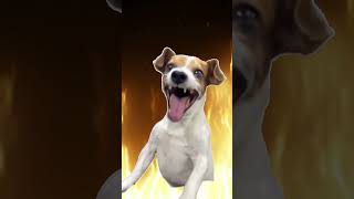 Dog Laughing Meme [upl. by Pelson]