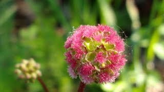 Sanguisorba minor medicinal herb [upl. by Naitsabas]