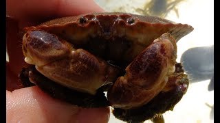 Cancer pagurus  Taschenkrebs  Edible Crab [upl. by Yelrebma]