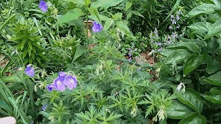 Cranesbill or Hardy Geraniums [upl. by Namyac486]