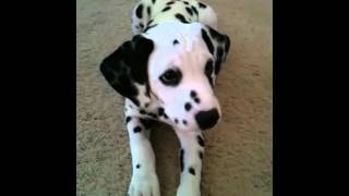 Smart Dalmatian Puppy [upl. by Mandie]