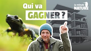 Salamandres contre projet immobilier No 378 [upl. by Atiekal]