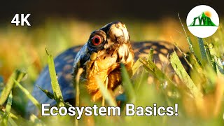 Ecosystems Episode 1 What is an ecosystem [upl. by Adlez]