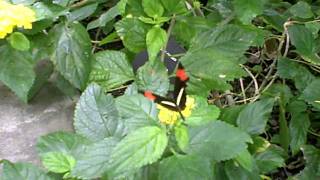 HD Video of a Heliconius Melpomene Butterfly at the Butterfly House at Pacific Science Center [upl. by Annaer]