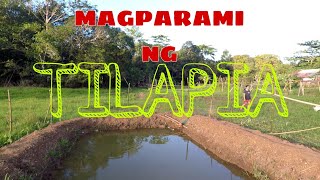 BACKYARD TILAPIA FARMING  Ram16 Farming [upl. by Anagrom]