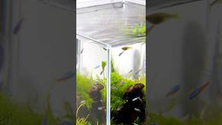 Classical Nature Aquarium in 30cm Cube Tank aquascape aquarium nanoaquascape [upl. by Kemeny]