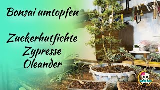 Bonsai umtopfen  Bonsai selber machen [upl. by Eiznekam]