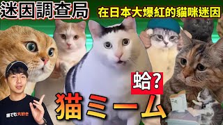 【迷因調查局】全球爆紅的quot猫ミームquot貓貓迷因 居然全部都來自抖音「蛤」貓的真實叫聲超洗腦盤點網路上超紅的迷因貓 【Zackyo老查呆呆】 [upl. by Bickart886]