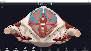 Ischiorectal fossa [upl. by Ihab]