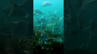 😱 RARE Guitar Shark Encounter 🎸🦈 UNREAL Underwater Footage scubadiving richelieurock thailand [upl. by Annavahs]