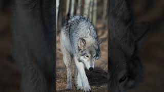 Tibetan Mastiff  The Dog That Faces Wolves [upl. by Anoo675]