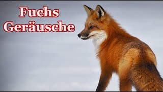 Fuchs Geräusche  Welche Geräusche macht ein Fuchs [upl. by Savory]