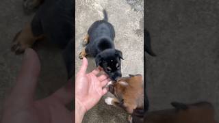 Puppies Bite Their Owners Hands To Play puppy adorablepets cuteanimals animals animallsforlife [upl. by Hasila]