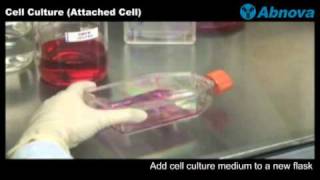 Cell Culture Attached Cell [upl. by Rossen210]