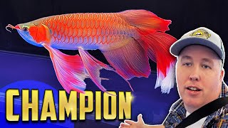 Battle of the Arowanas  World Championship in China [upl. by Liva949]